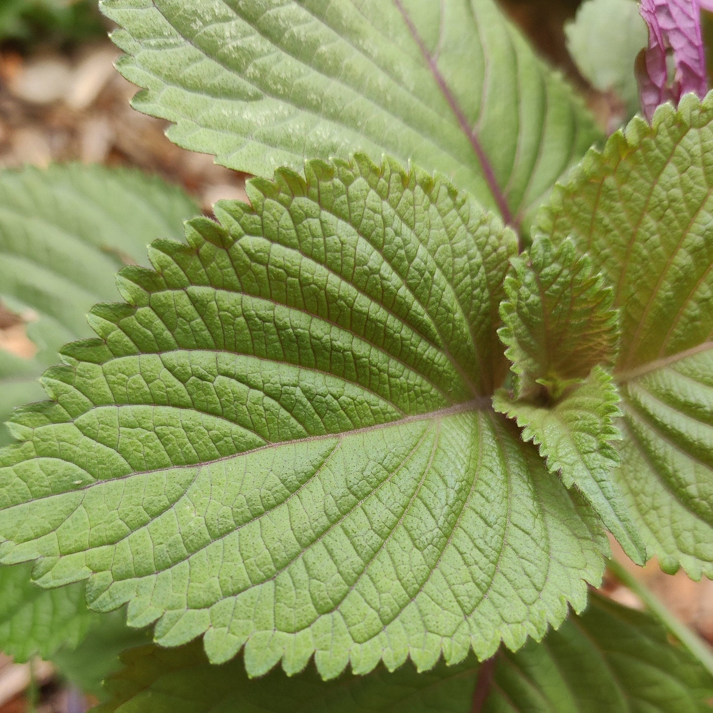 Live Shiso Plant, Beefsteak Herb, Japanese Basil Starts