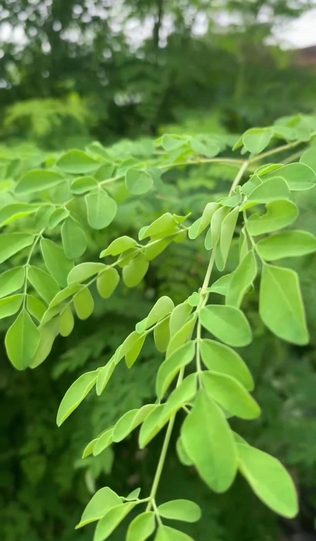 Organic Moringa Leaf Powder – Natural Superfood, Immune Support