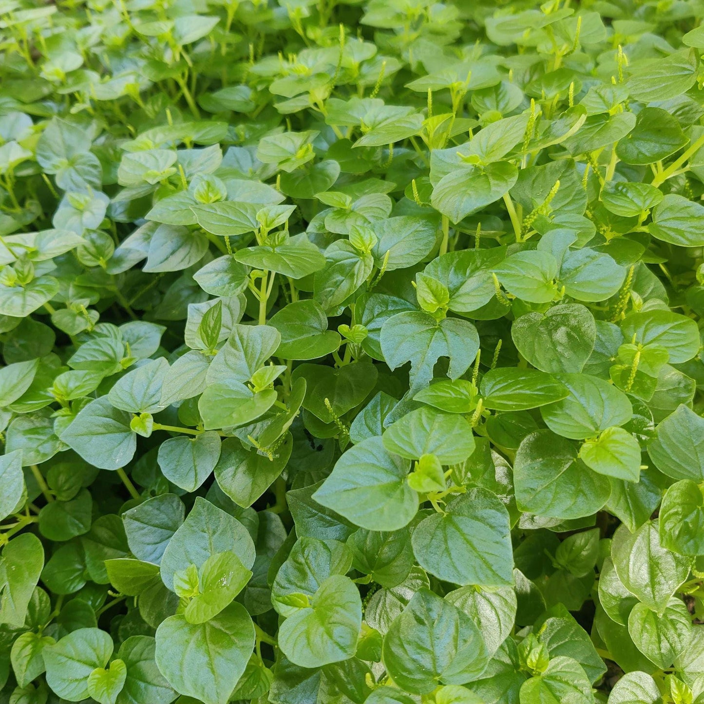 Peperomia Pellucida Seeds – Edible Clearweed Salad Herb, Easy-to-Grow