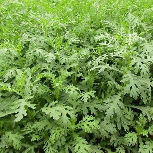 Crown Daisy Seeds, Edible Chrysanthemum Greens, Shungiku