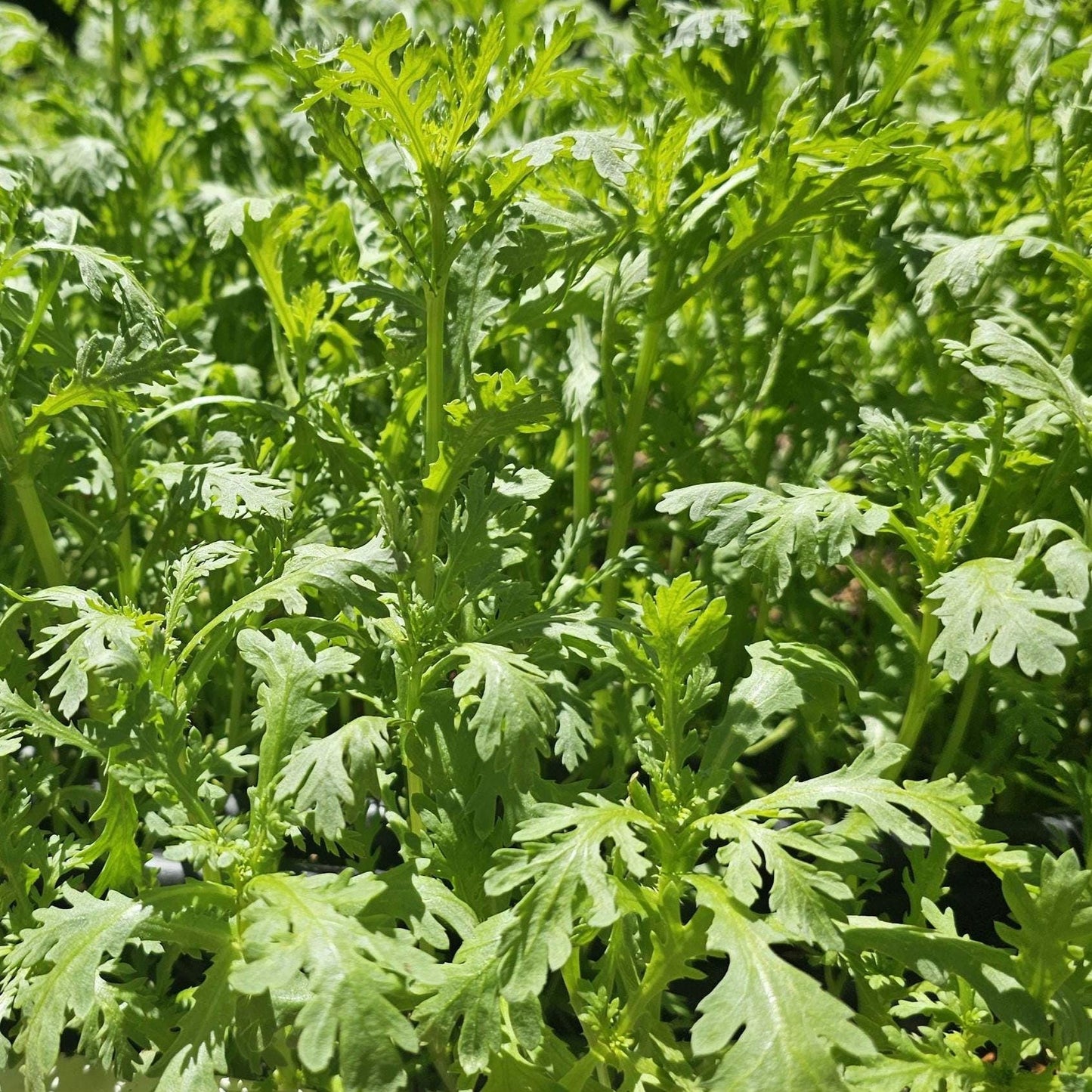 Crown Daisy Seeds, Edible Chrysanthemum Greens, Shungiku