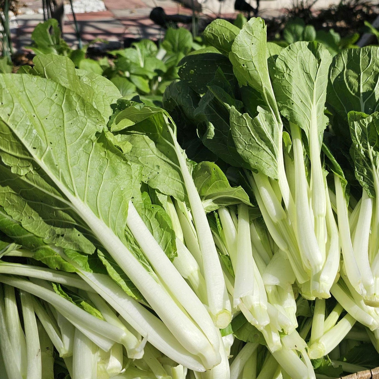 White Stem Pak Choi Seeds, Heirloom Bok Choy, Fast Growing Greens