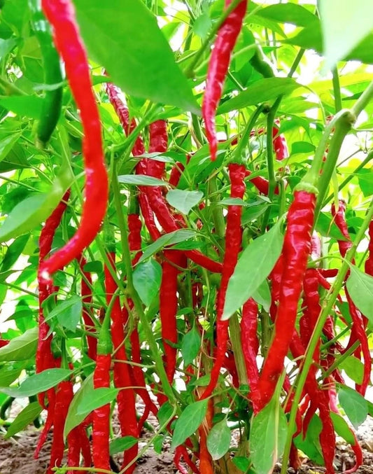 NonGMO Cayenne Pepper Seeds, High Germination, Spicy Chilli