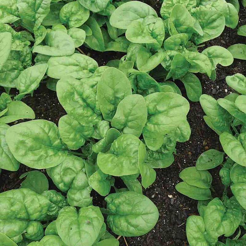 Bloomsdale Spinach Seed - Organic, Heirloom, Non-GMO, Farm-Fresh, Easy to grow vegetables, High germination seeds