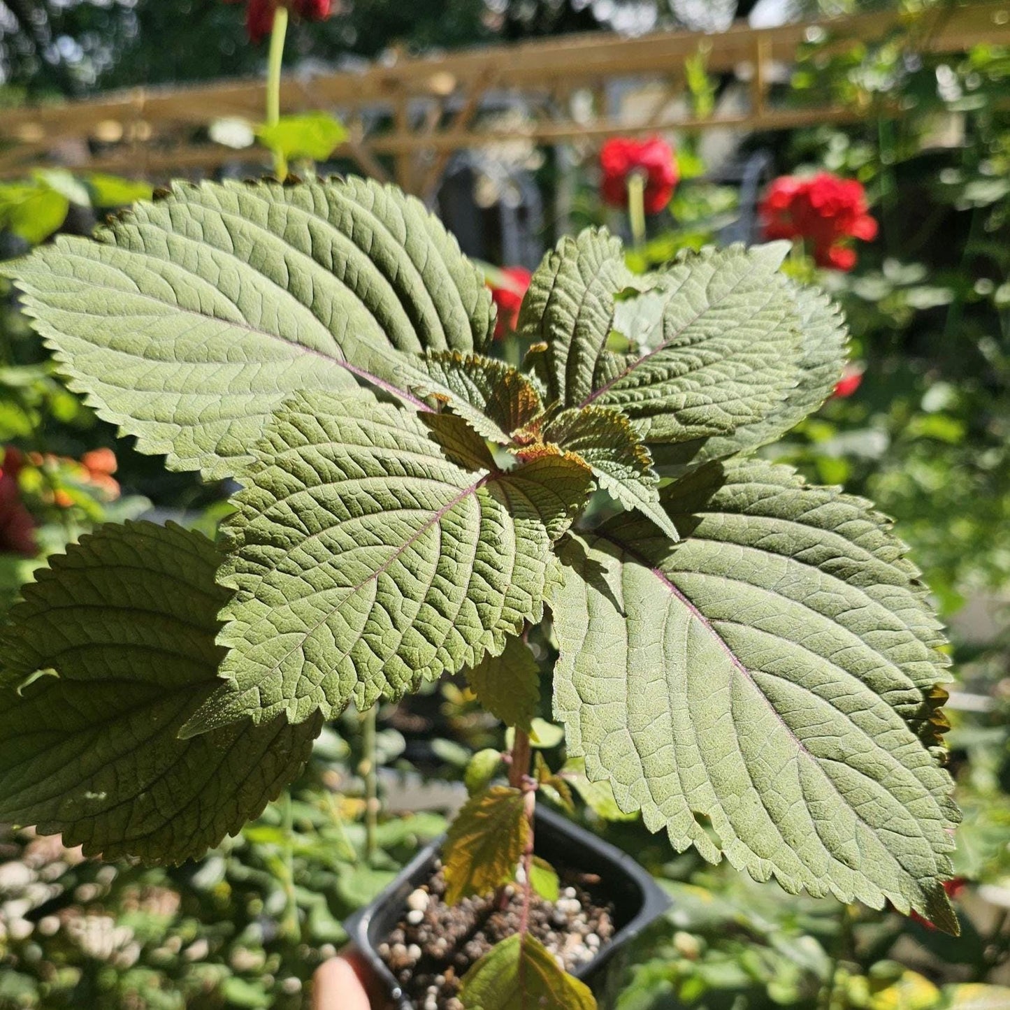 Live Shiso Plant, Beefsteak Herb, Japanese Basil Starts