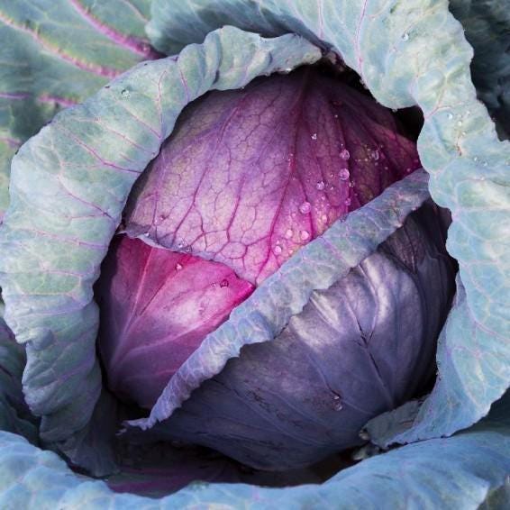 Red Acre Cabbage Seeds | Heirloom Non-GMO, Easy Grow