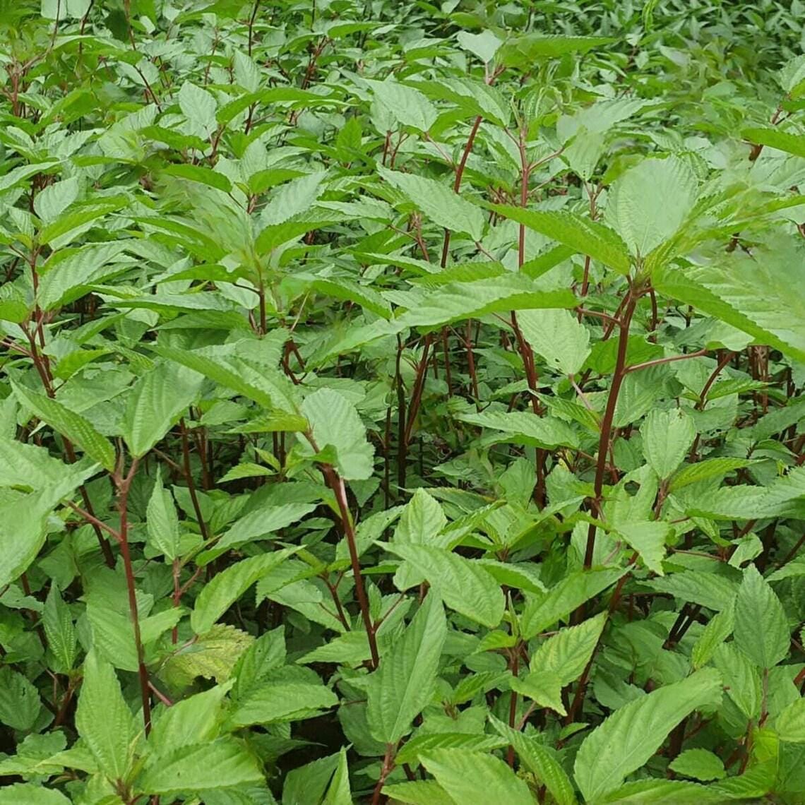 Egyptian Spinach Seeds, Heirloom Non-GMO Molokhia Red Jute
