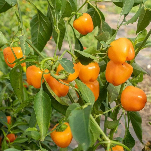Mini Yellow Bell Pepper Seeds – Sweet, Crisp, Non-GMO, High Yield