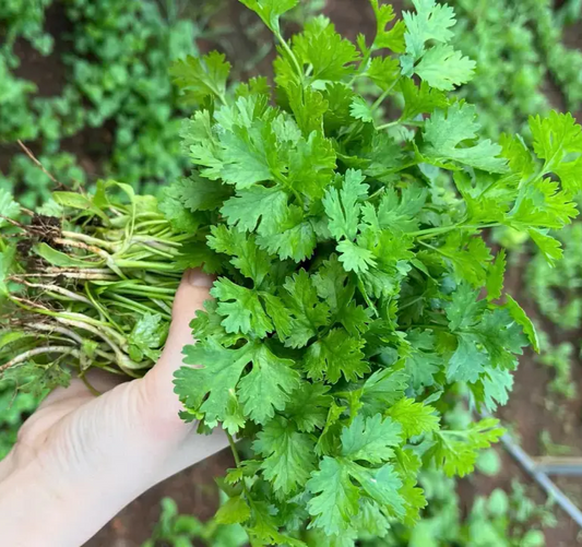 Slow Bolt Cilantro Seeds – Non-GMO & Easy to Grow