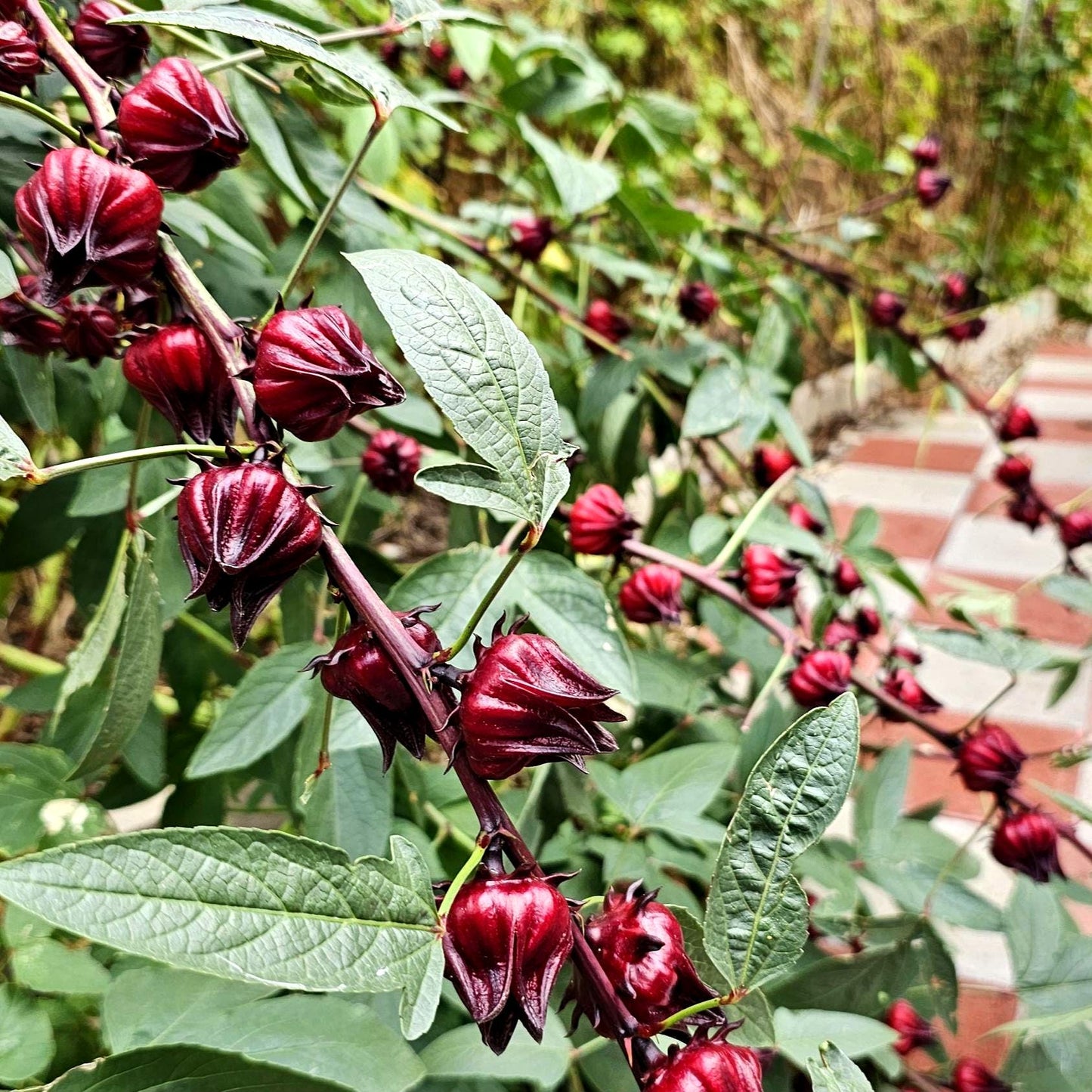 Roselle Hibiscus Seeds | Organic Tropical Tea Plant | Crimson Blooms | Grow Hibiscus Sabdariffa for Herbal Tea & Natural Dye | Non-GMO Seeds