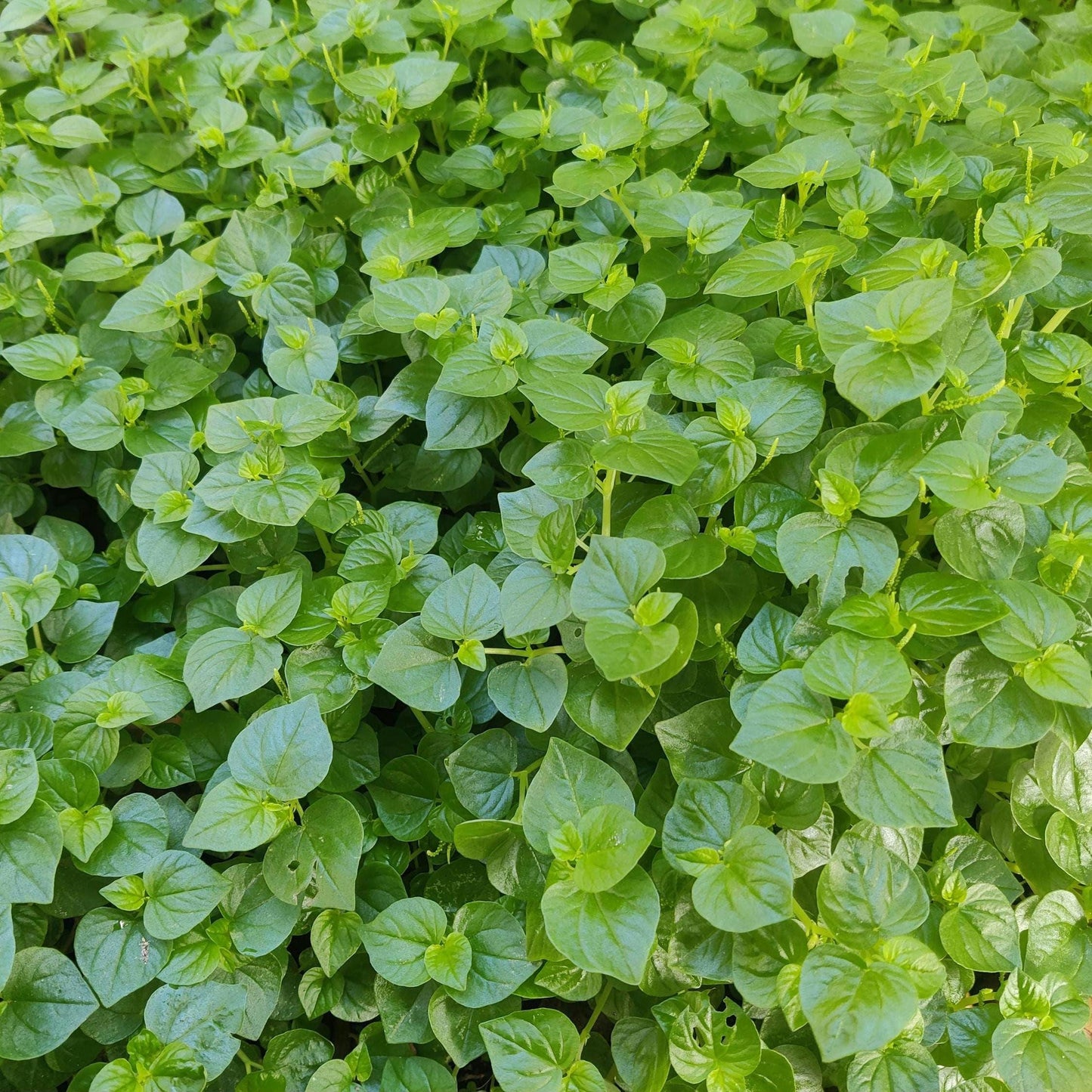 Peperomia Pellucida Seeds – Edible Clearweed Salad Herb, Easy-to-Grow