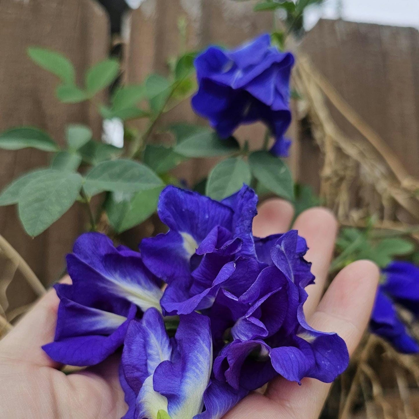 Butterfly Pea Seeds | Clitoria Ternatea | Blue Herbal Tea Plant | Natural Food Coloring | Edible Flowers & Vine | Non-GMO, Easy to Grow