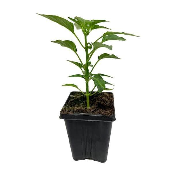 Live Jalapeño Pepper Plant | High Yield, Medium Heat