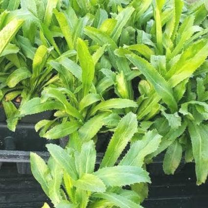 Vietnamese Culantro Seeds (Ngo Gai) – Non-GMO, Bold Flavor Herb