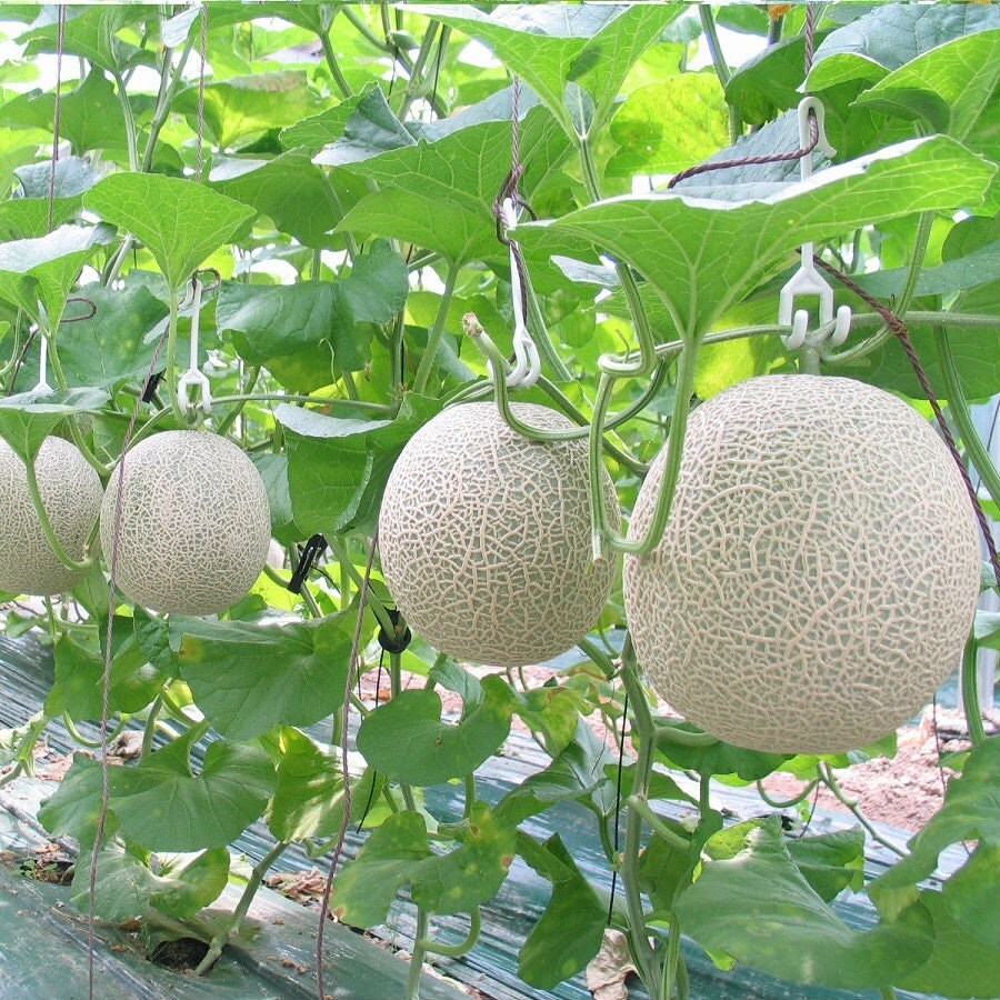 Deliciously Sweet Organic Cantaloupe Seeds  -  Easy to Grow, Abundant Harvest