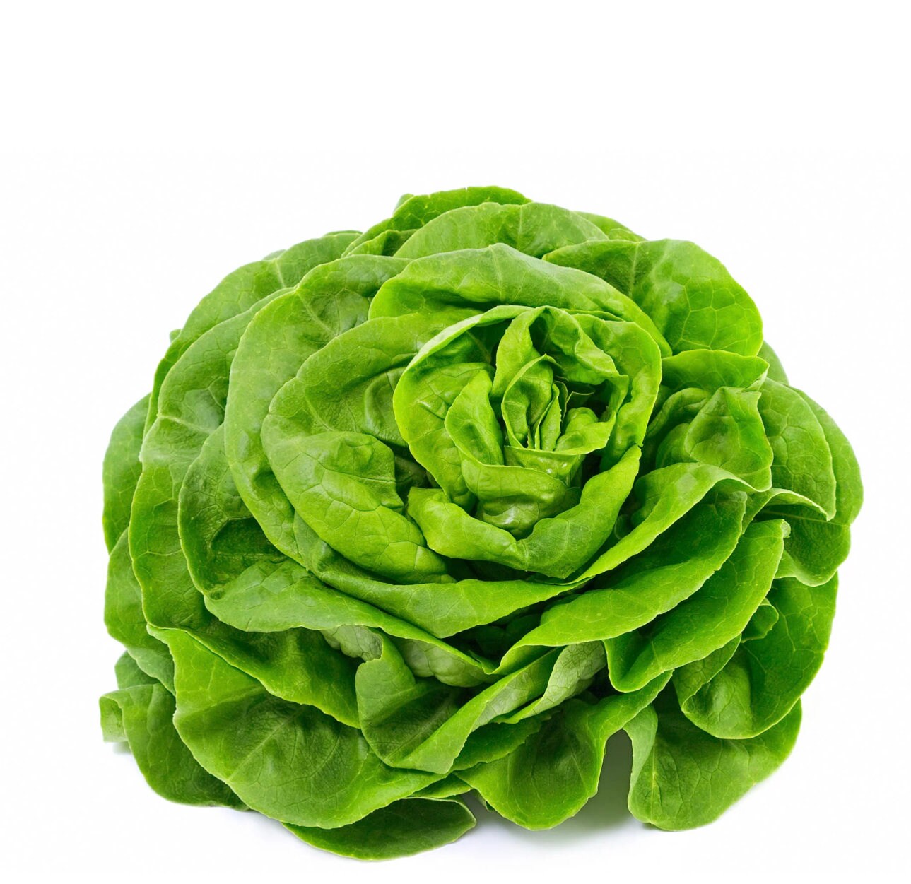 Organic Buttercrunch Lettuce Seeds – Heirloom, Non-GMO