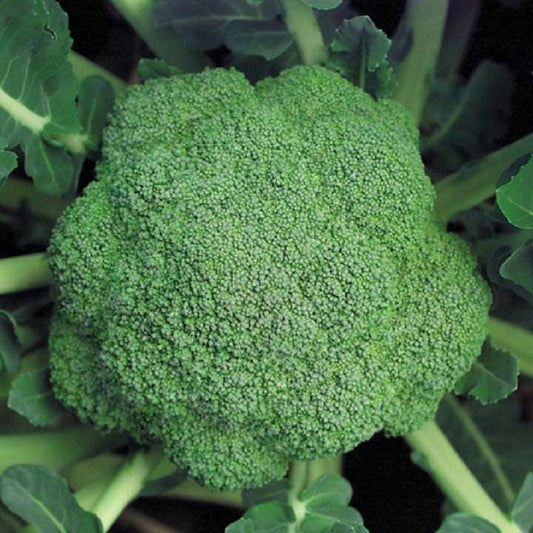 Waltham Broccoli Seeds – Heirloom, Cold-Hardy, High Yield