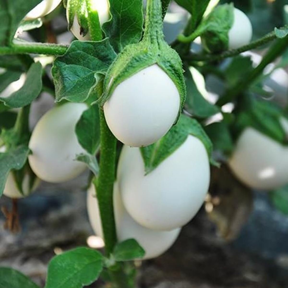 Japanese White Eggplant Seeds, Non-GMO, Easy-to-Grow Heirloom Seeds, Compact, High-Yield, Mild & Tender Fruits for Garden or Containers