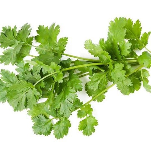 Slow Bolt Cilantro Seeds, Heirloom Coriander Herb, Home Garden