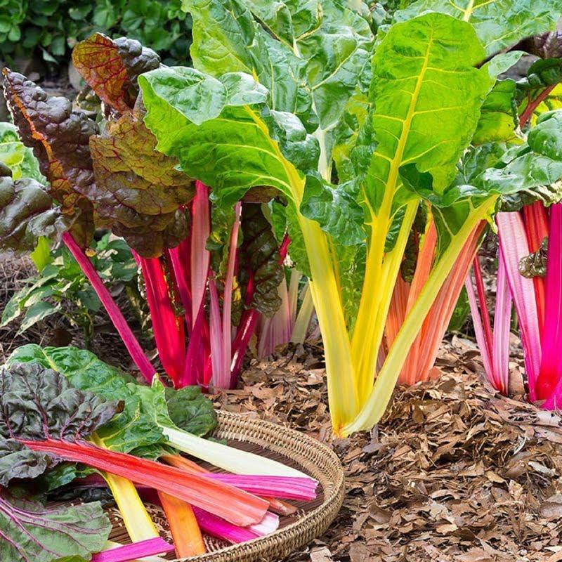 Rainbow Swiss Chard Seeds – Heirloom, Non-GMO, Colorful Stems