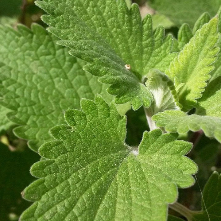 Non-GMO Catnip Seeds, Easy to Grow, Herb Seeds (1000+)