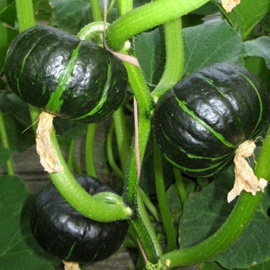 Kabocha Pumpkin Seeds - Japanese Heirloom Variety