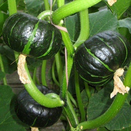 Kabocha Pumpkin Seeds - Japanese Heirloom Variety