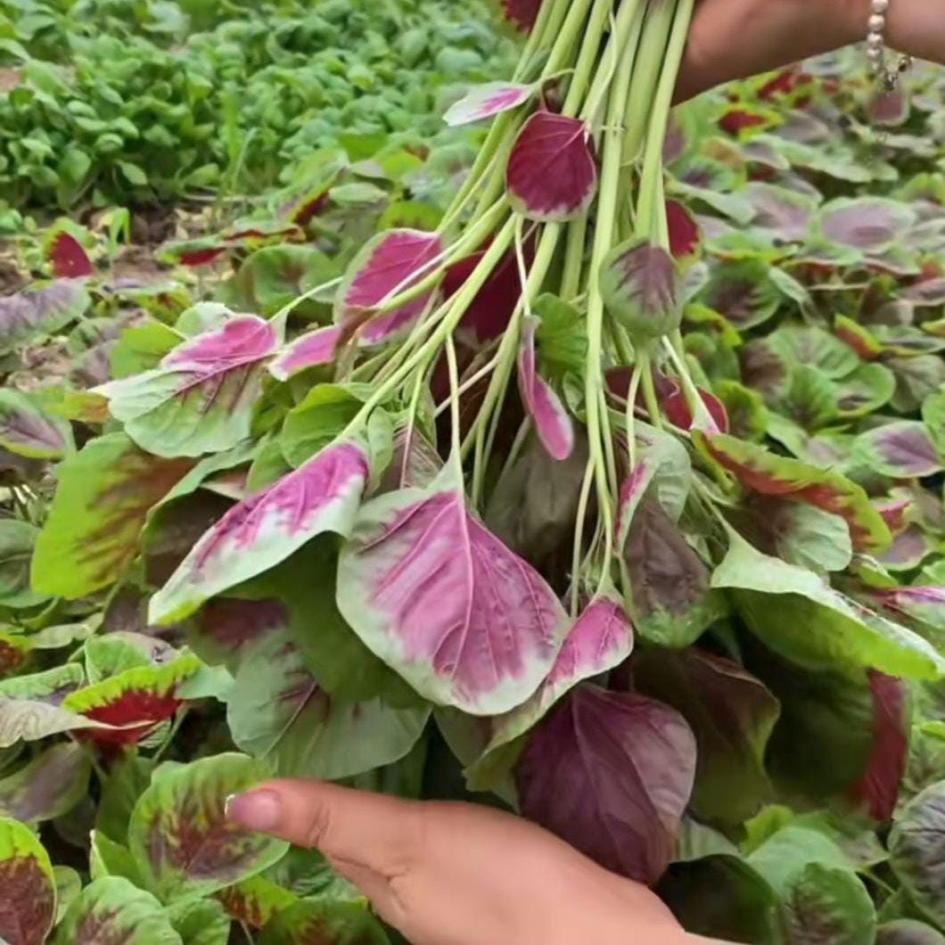 Red Stripe Leaf Amaranth Seeds – Easy to Grow, High Yield, Heirloom, Non-GMO