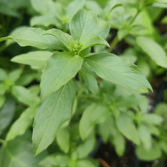 Lemon Basil Seeds, Aromatic Asian Herb