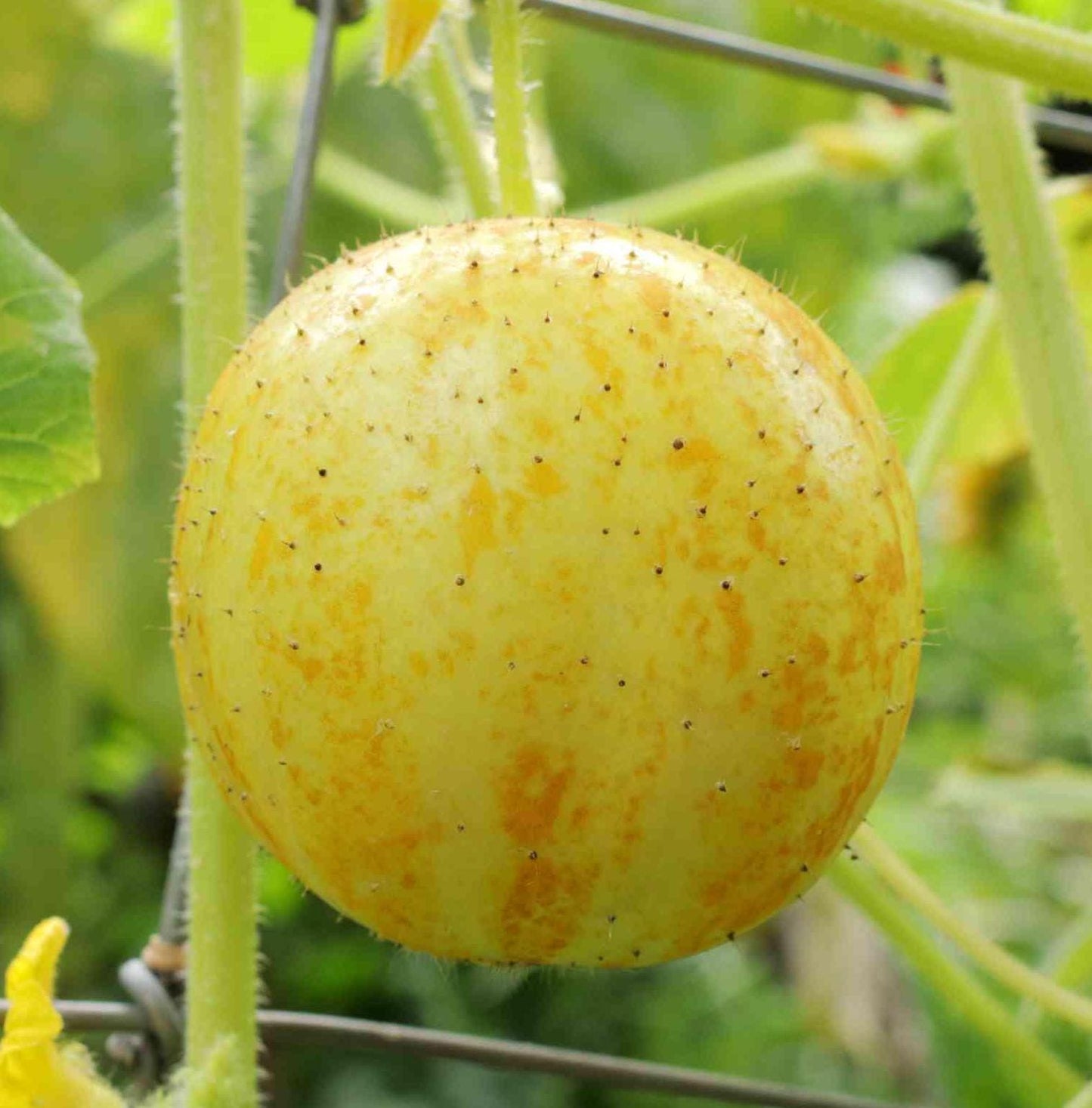 Lemon Cucumber Seeds – Heirloom, Non-GMO, Rare Variety