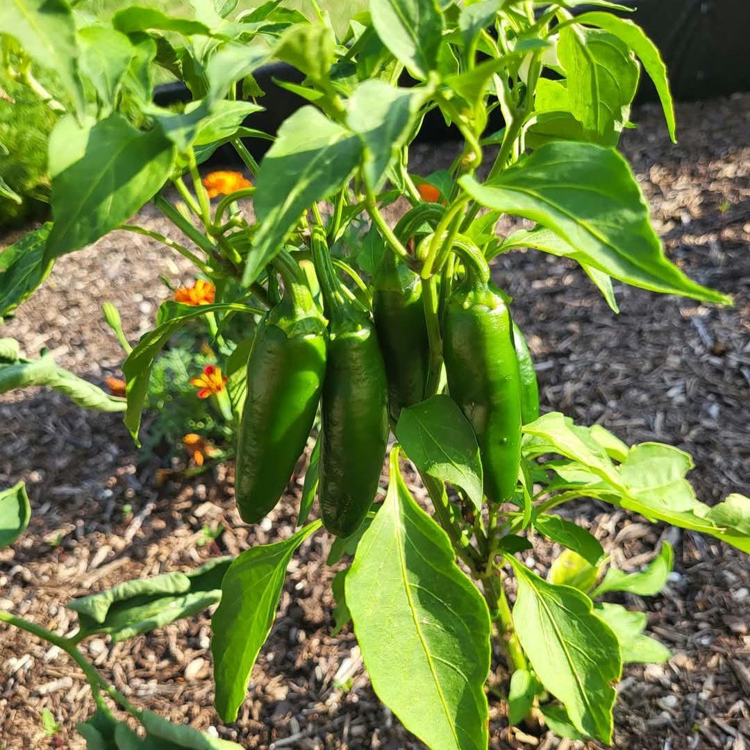 Organic Jalapeno M Pepper Seeds | Heirloom Non-GMO Pepper | High Yield, Medium Heat