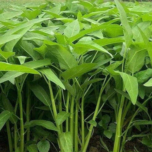 Big Leaf Water Spinach Seeds | Rau Muong La Lon, Kangkong, Ong Choy | Tropical Asian Green, Fast-Growing, Easy to Grow in Warm Climates