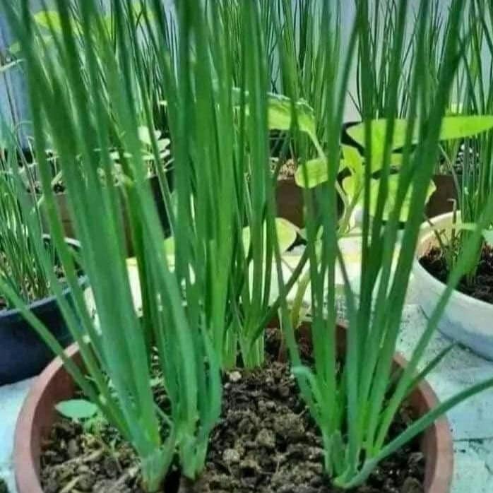 Green Onion Seeds – Easy-to-Grow Scallions for Year-Round Harvest – Non-GMO Heirloom Bunching Onions for Garden, Pots & Containers