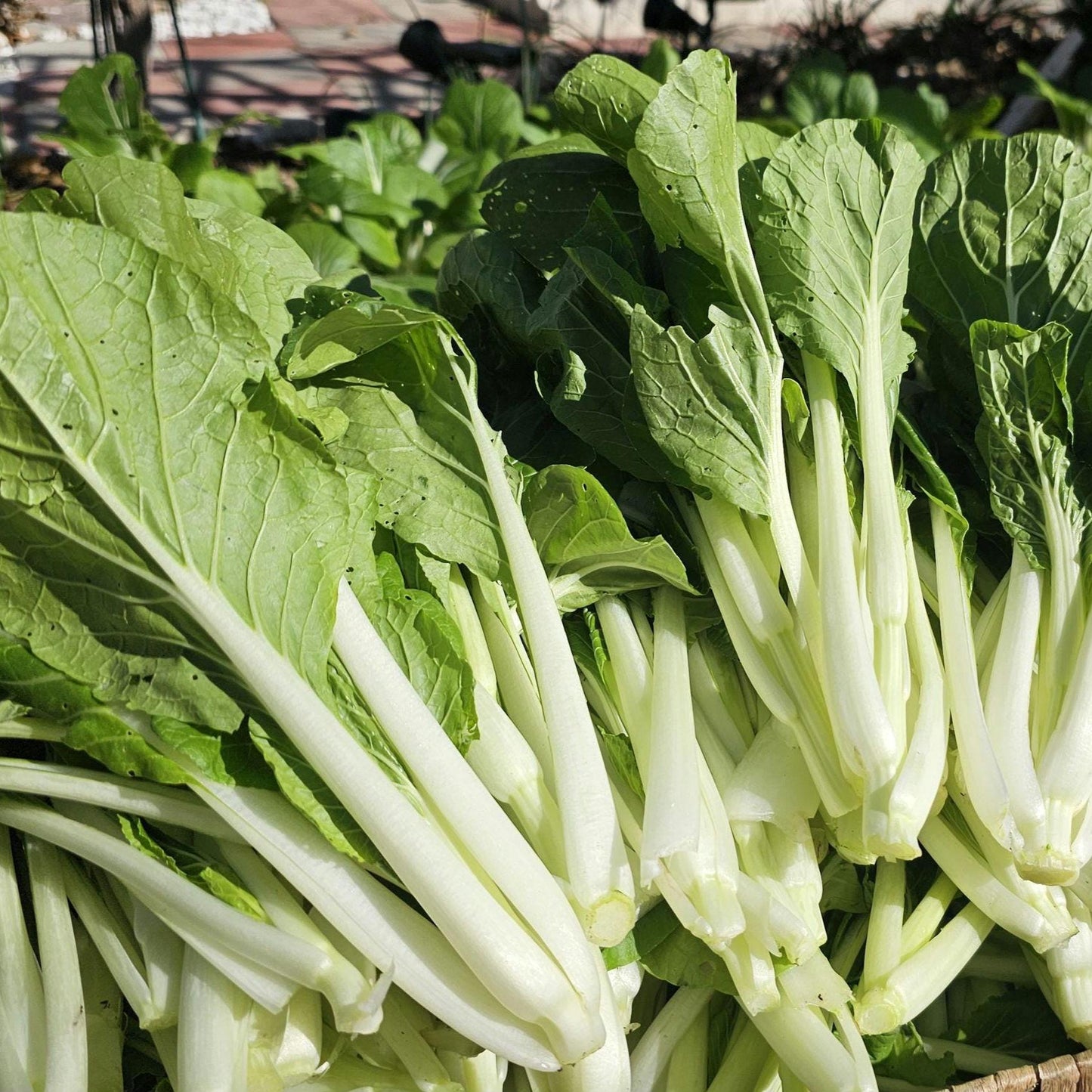 White Stem Pak Choi Seeds, Heirloom Bok Choy, Fast Growing Greens