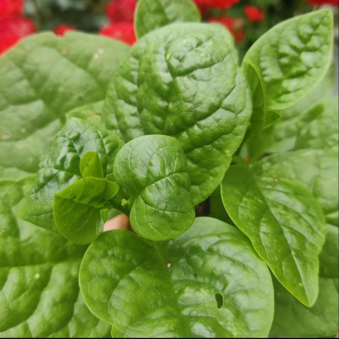 Heirloom Green Malabar Spinach Seeds, Non-GMO, Farm-Fresh