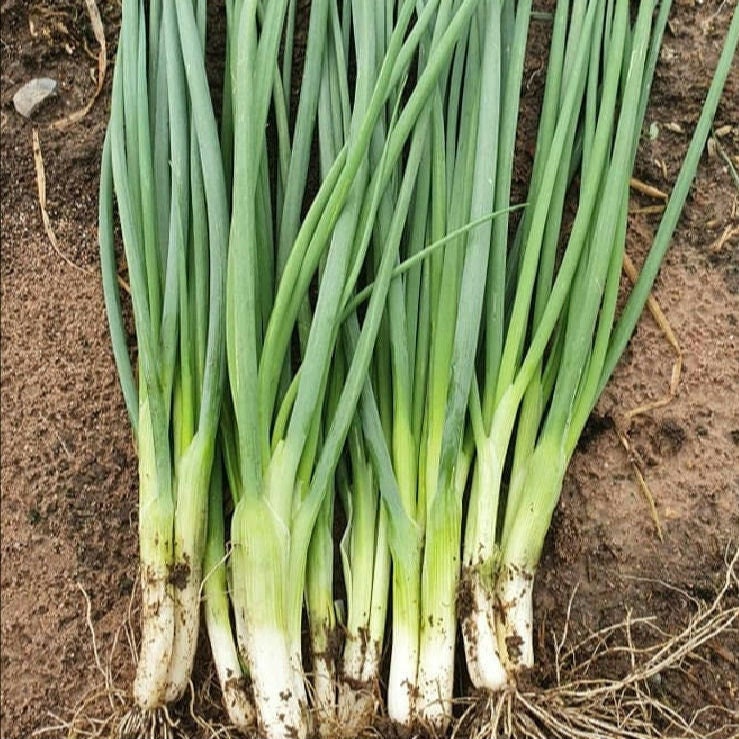 Green Onion Seeds – Easy-to-Grow Scallions for Year-Round Harvest – Non-GMO Heirloom Bunching Onions for Garden, Pots & Containers