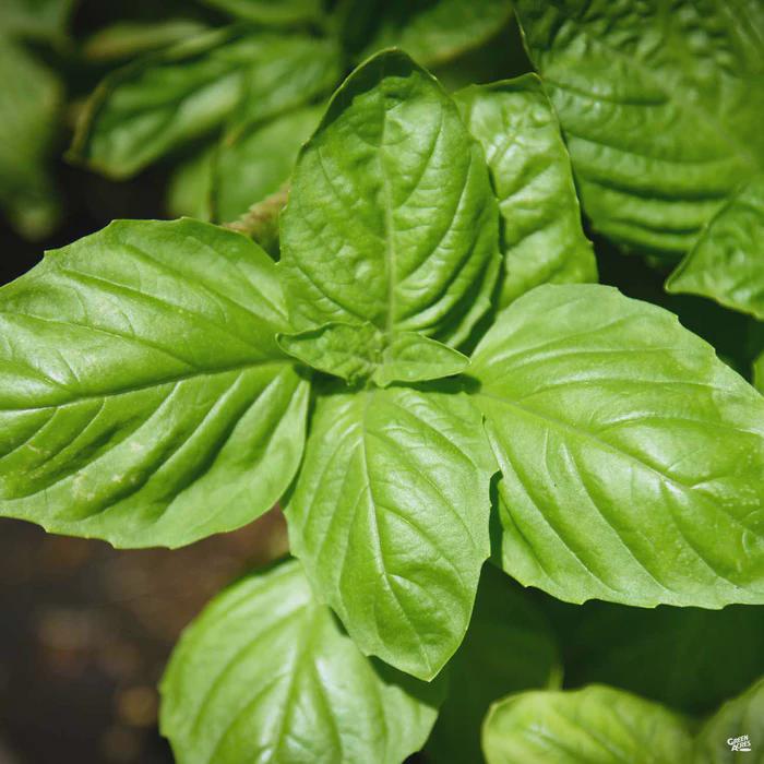 Italian Large Leaf Basil Seeds, Heirloom Aromatic Herb, High Germination, Culinary Garden Essential