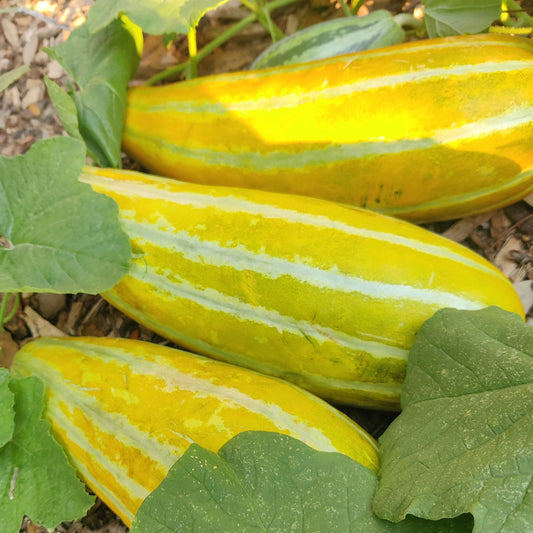 Asian Muskmelon Seeds, Dua Gang, Easy To Grow