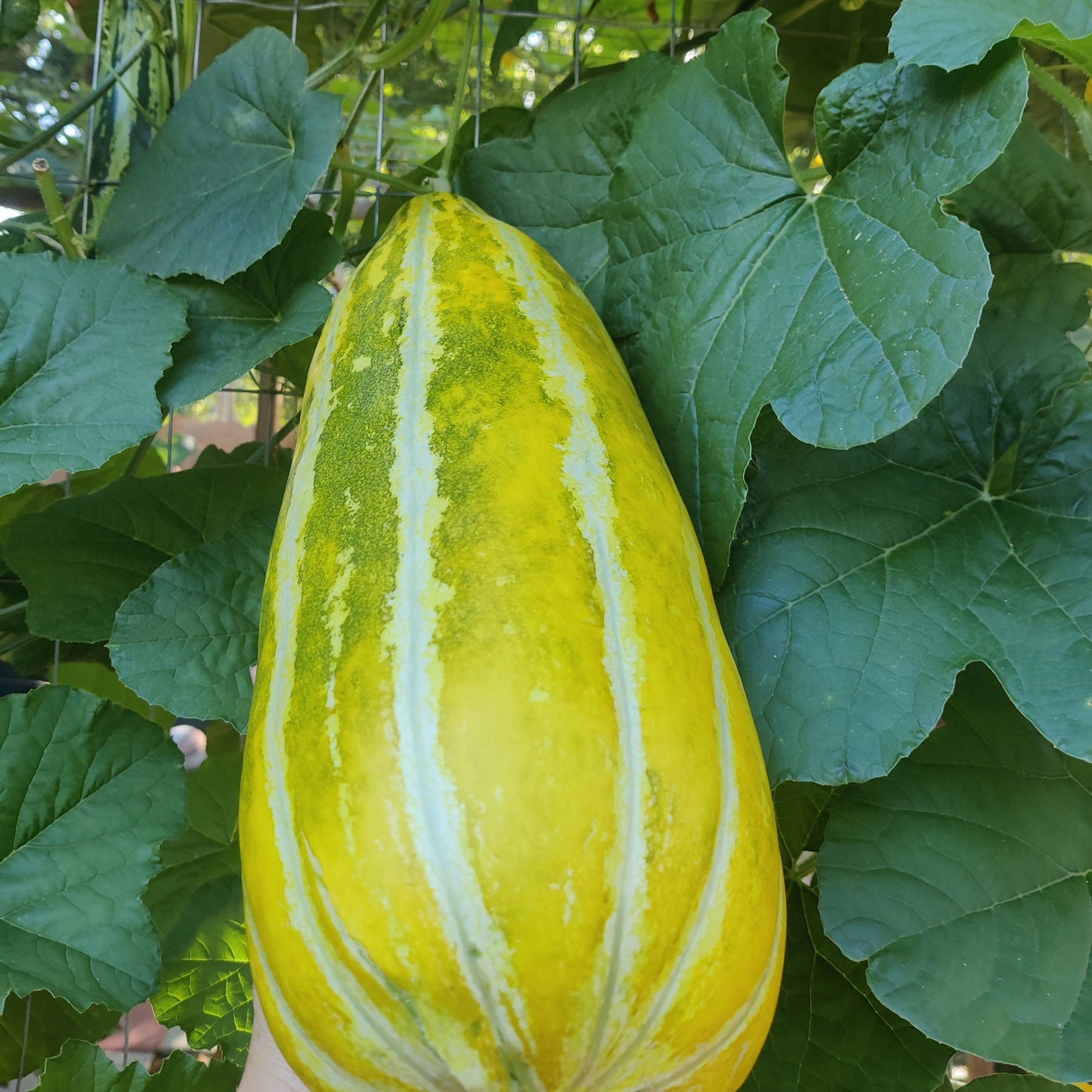 Asian Muskmelon Seeds, Dua Gang, Easy To Grow