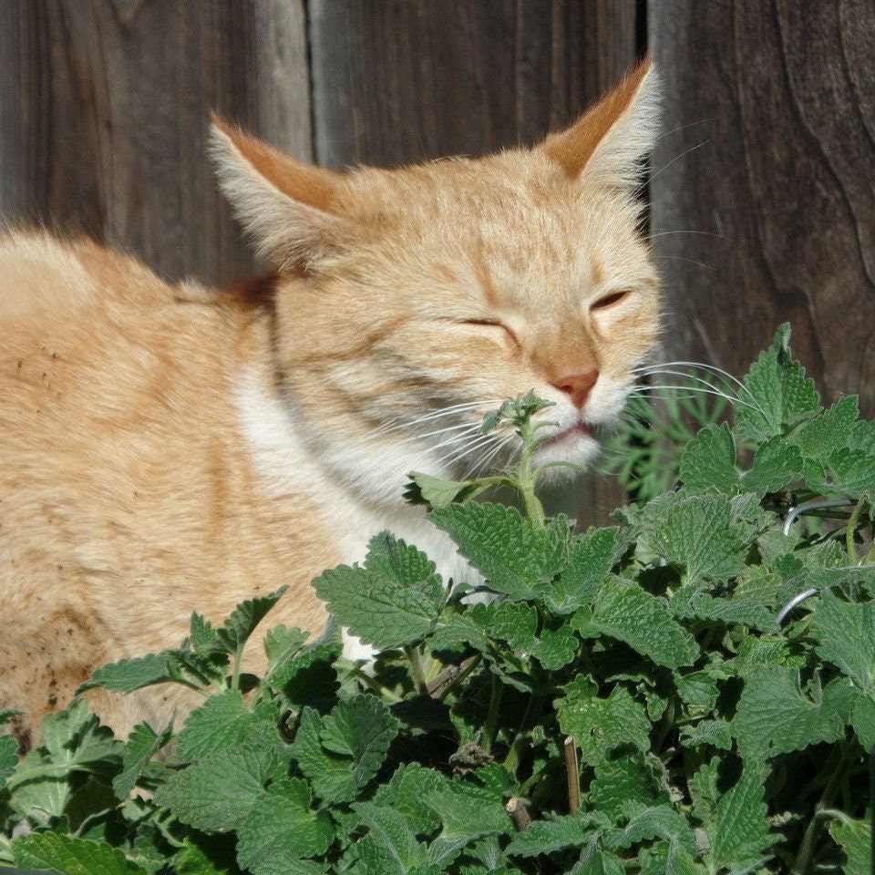 Non-GMO Catnip Seeds, Easy to Grow, Herb Seeds (1000+)