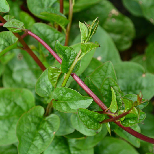 Red Malabar Spinach Seeds, Heirloom Non-GMO Mong Toi Do