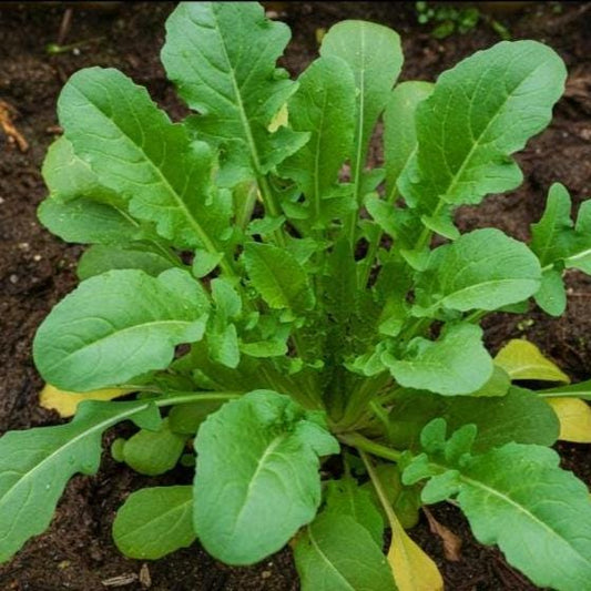 500+ Astro Arugula Seeds – Non-GMO, Fast Growing, Heat Tolerant, Tender Leaves for Salads & Gardens