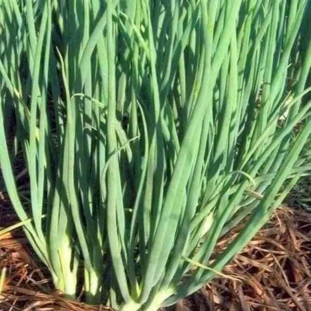 Green Onion Seeds – Easy-to-Grow Scallions for Year-Round Harvest – Non-GMO Heirloom Bunching Onions for Garden, Pots & Containers