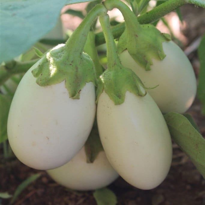 Japanese White Eggplant Seeds, Non-GMO, Easy-to-Grow Heirloom Seeds, Compact, High-Yield, Mild & Tender Fruits for Garden or Containers