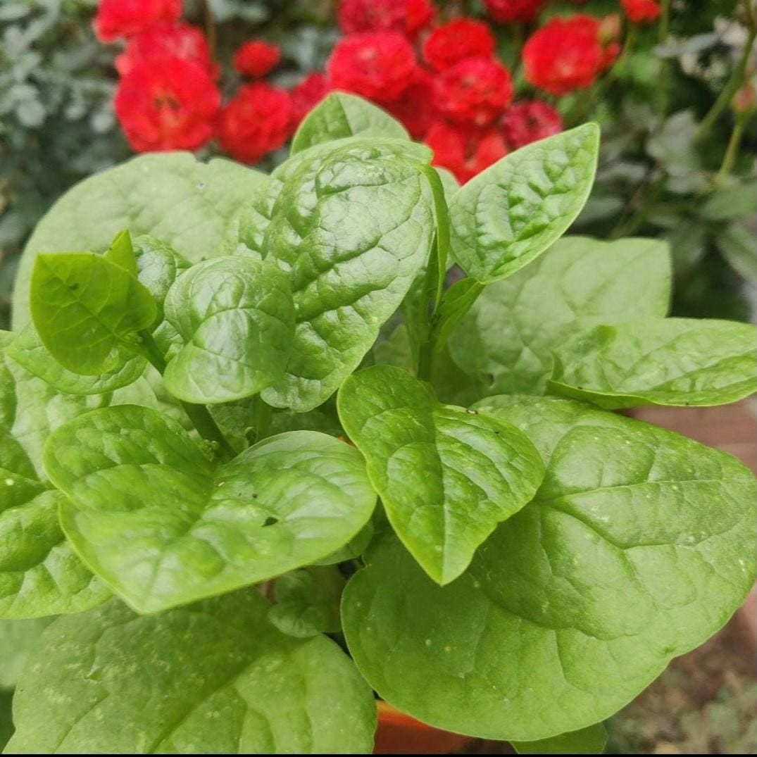 Heirloom Green Malabar Spinach Seeds, Non-GMO, Farm-Fresh