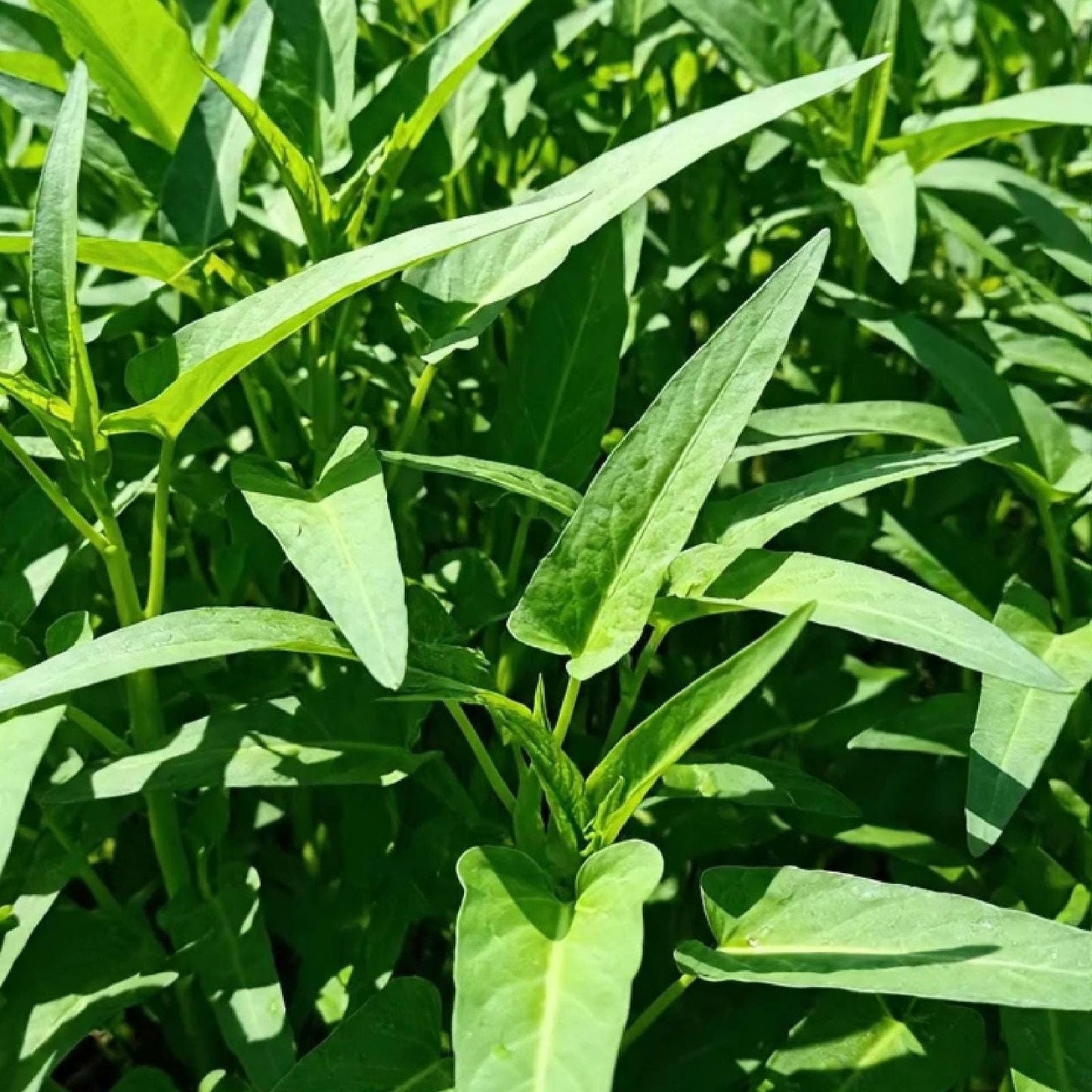Big Leaf Water Spinach Seeds | Rau Muong La Lon, Kangkong, Ong Choy | Tropical Asian Green, Fast-Growing, Easy to Grow in Warm Climates