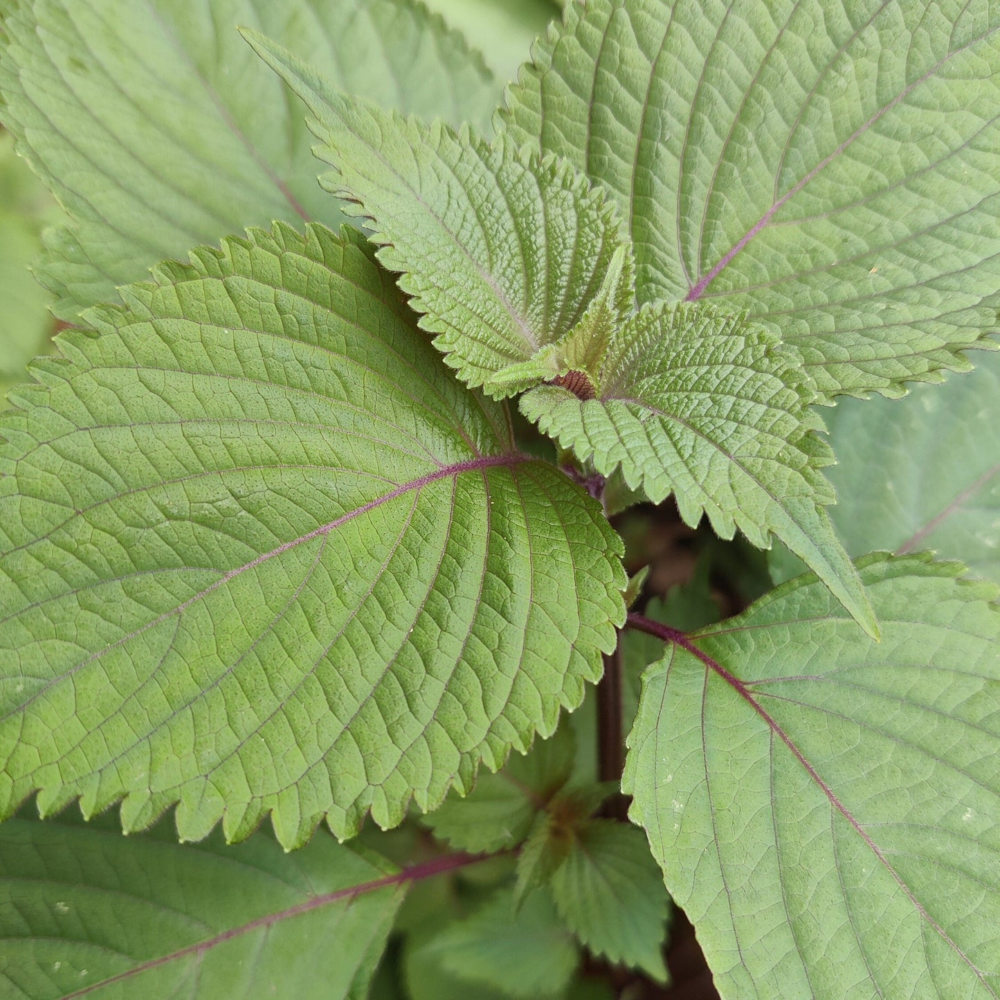 Live Shiso Plant, Beefsteak Herb, Japanese Basil Starts