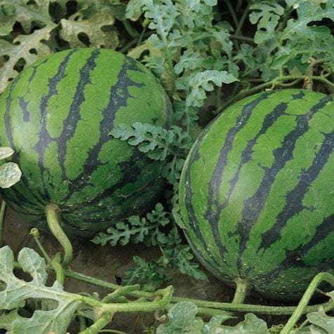 Orange Tendersweet Watermelon Seeds, Heirloom, Non-GMO