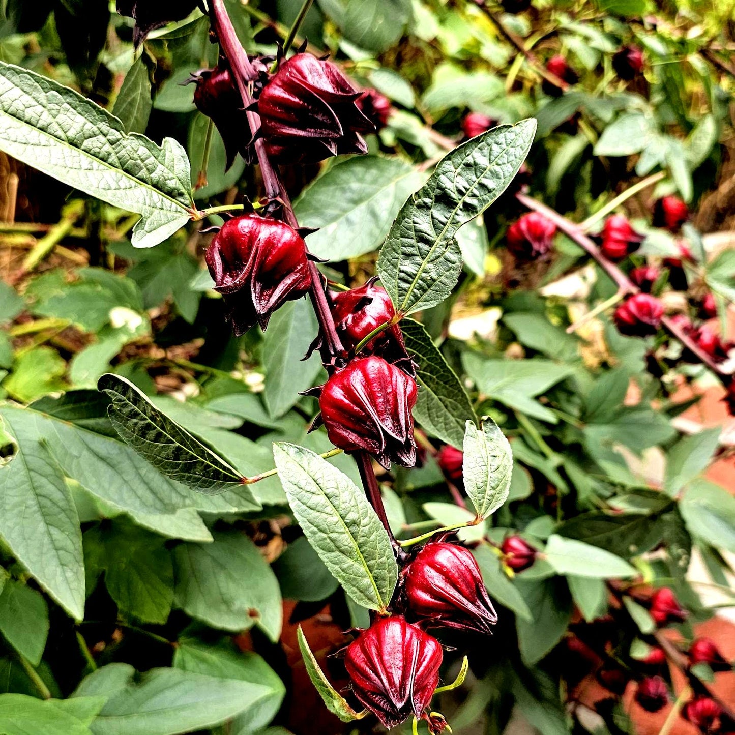 Roselle Hibiscus Seeds | Organic Tropical Tea Plant | Crimson Blooms | Grow Hibiscus Sabdariffa for Herbal Tea & Natural Dye | Non-GMO Seeds