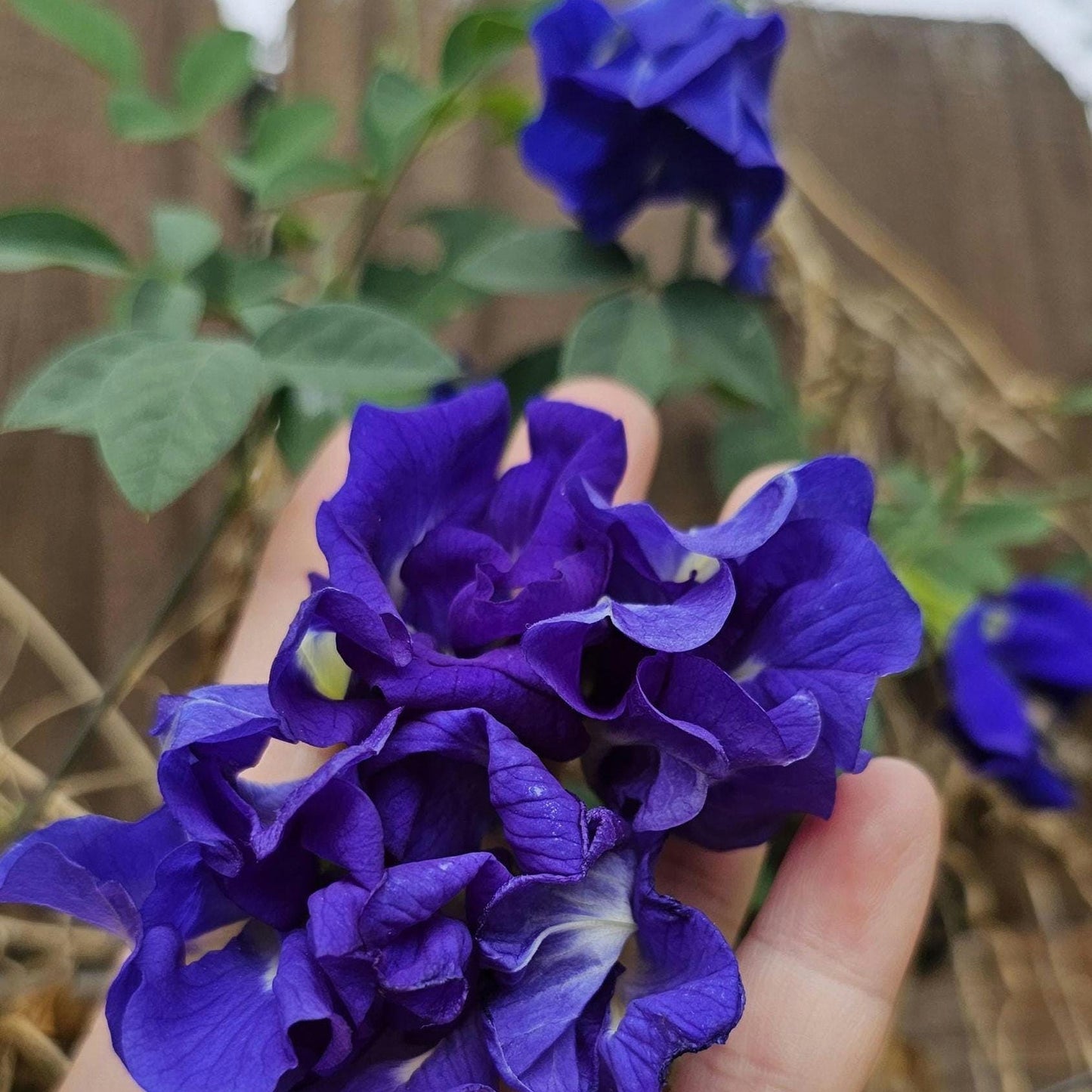 Butterfly Pea Seeds | Clitoria Ternatea | Blue Herbal Tea Plant | Natural Food Coloring | Edible Flowers & Vine | Non-GMO, Easy to Grow
